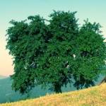 Čemšeniška planina v soboto zjutraj 6