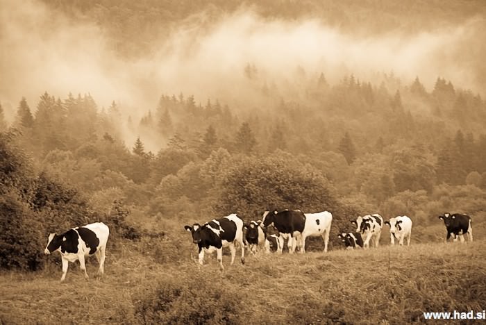 Čustveno stanje mlade krave, druge največje slovenske živali 2