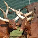 Parco Natura Viva - safari park 2