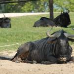 Parco Natura Viva - safari park 3