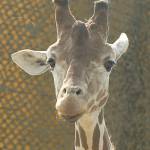 Parco Natura Viva - safari park 4