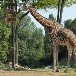 Parco Natura Viva - safari park 6