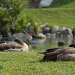 Parco Natura Viva - safari park 8