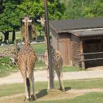 Parco Natura Viva - safari park 12