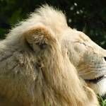 Parco Natura Viva - safari park 1