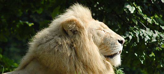 parco-natura-viva-safari-park-015.jpg