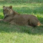 Parco Natura Viva - safari park 16
