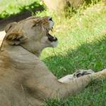 Parco Natura Viva - safari park 18