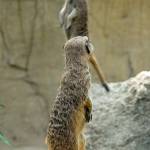 Parco Natura Viva - safari park 21