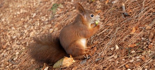 veverica-fotografije-sciurus-vulgaris-squirrel-photos-08.jpg