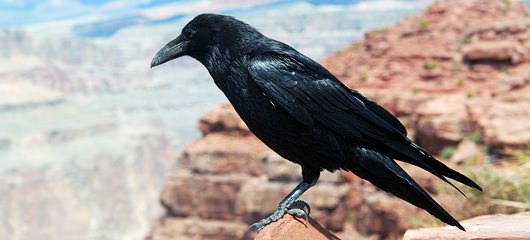 krokar fotografije - raven photos