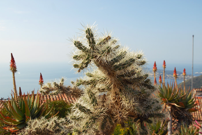 le_jardin_exotique_eze_01