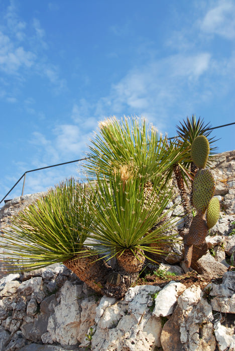 le_jardin_exotique_eze_04