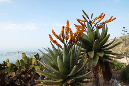 le_jardin_exotique_eze_06