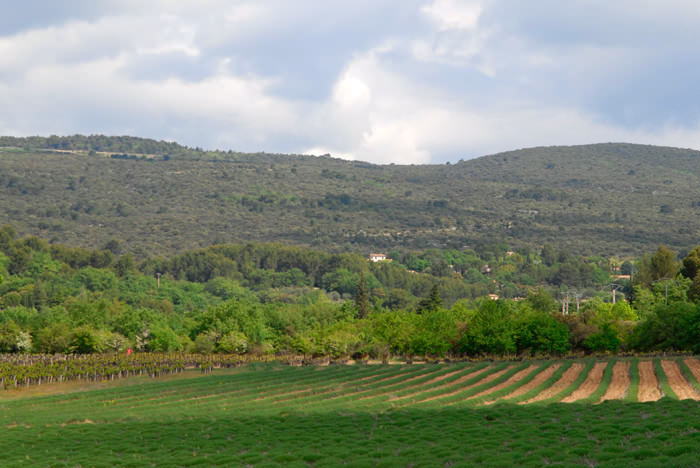 provansa_05