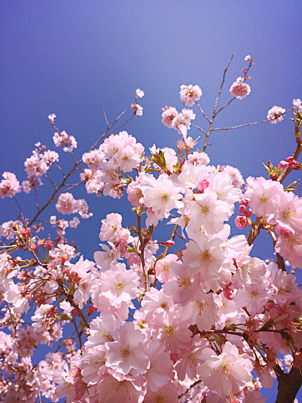 cherry blossom