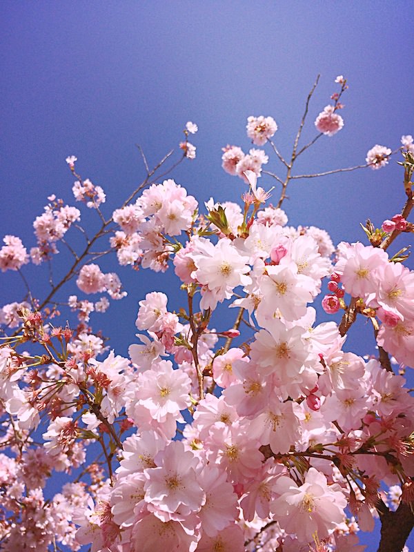 cherry blossom