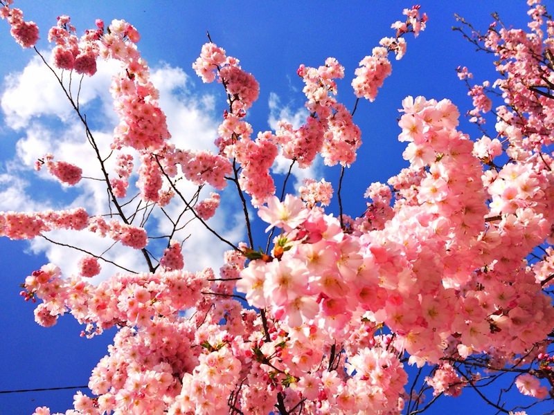 cherry blossom