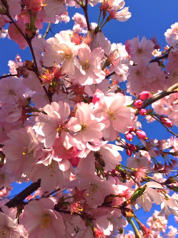 cherry blossom