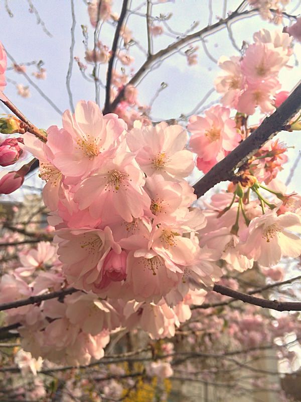cherry blossom
