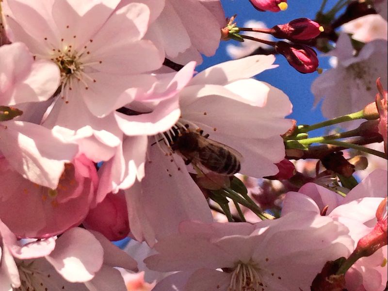 cherry blossom