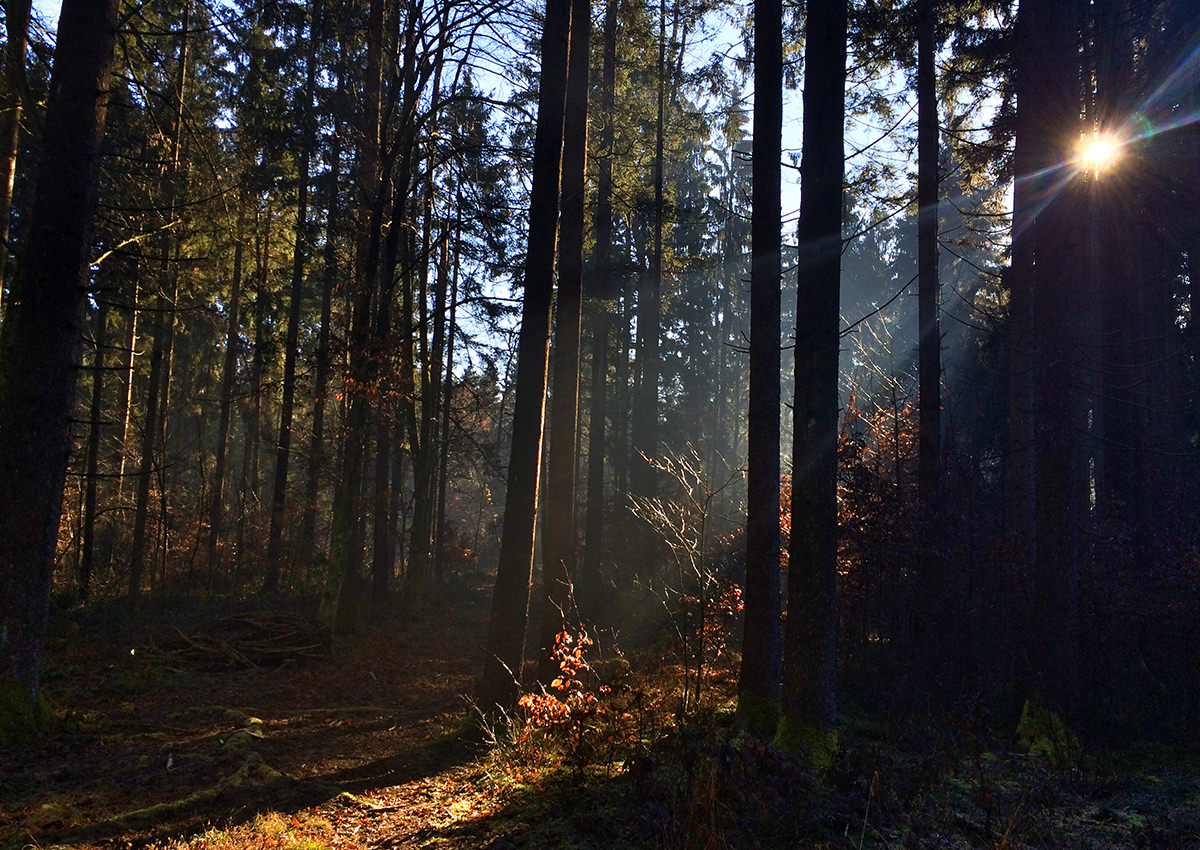 wood_magic_02