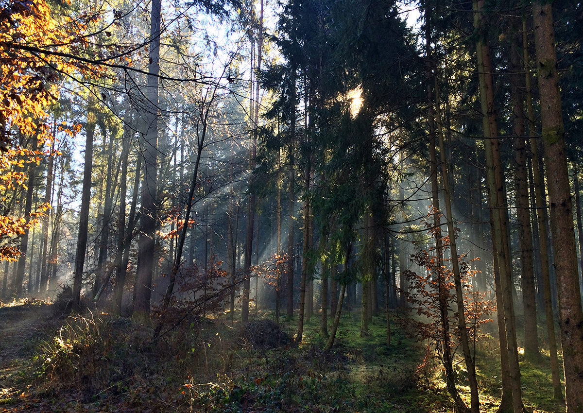wood_magic_03