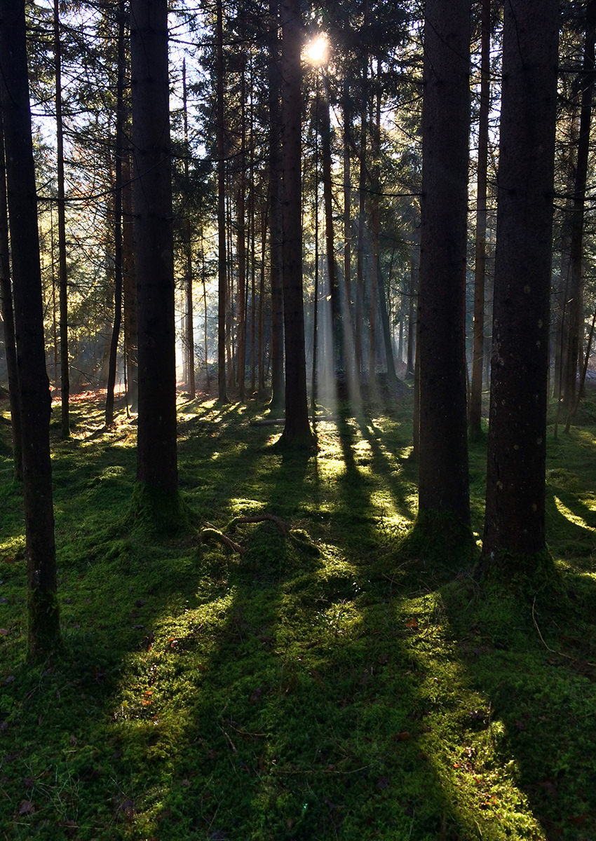 wood_magic_04
