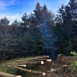 Lumberjack / podiranje smrek