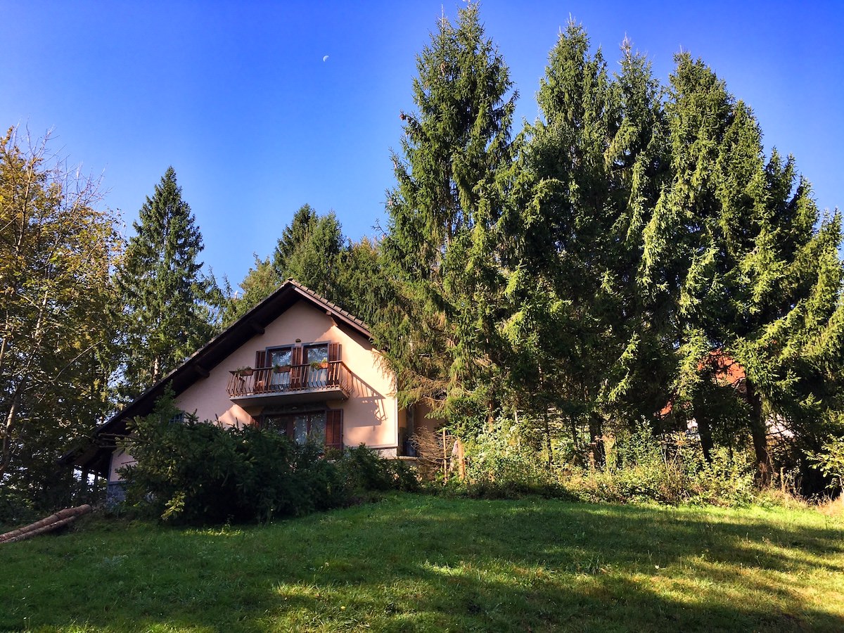 Lumberjack / podiranje smrek