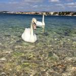 Chefs Stage 2019 Sibenik2