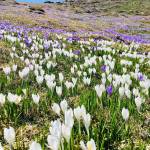 Krokus pomladanski zafran na Veliki planini 10