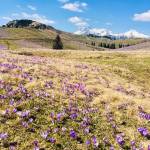 Krokus pomladanski zafran na Veliki planini 11