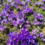 Krokus pomladanski zafran na Veliki planini 2