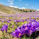 Krokus pomladanski zafran na Veliki planini 6