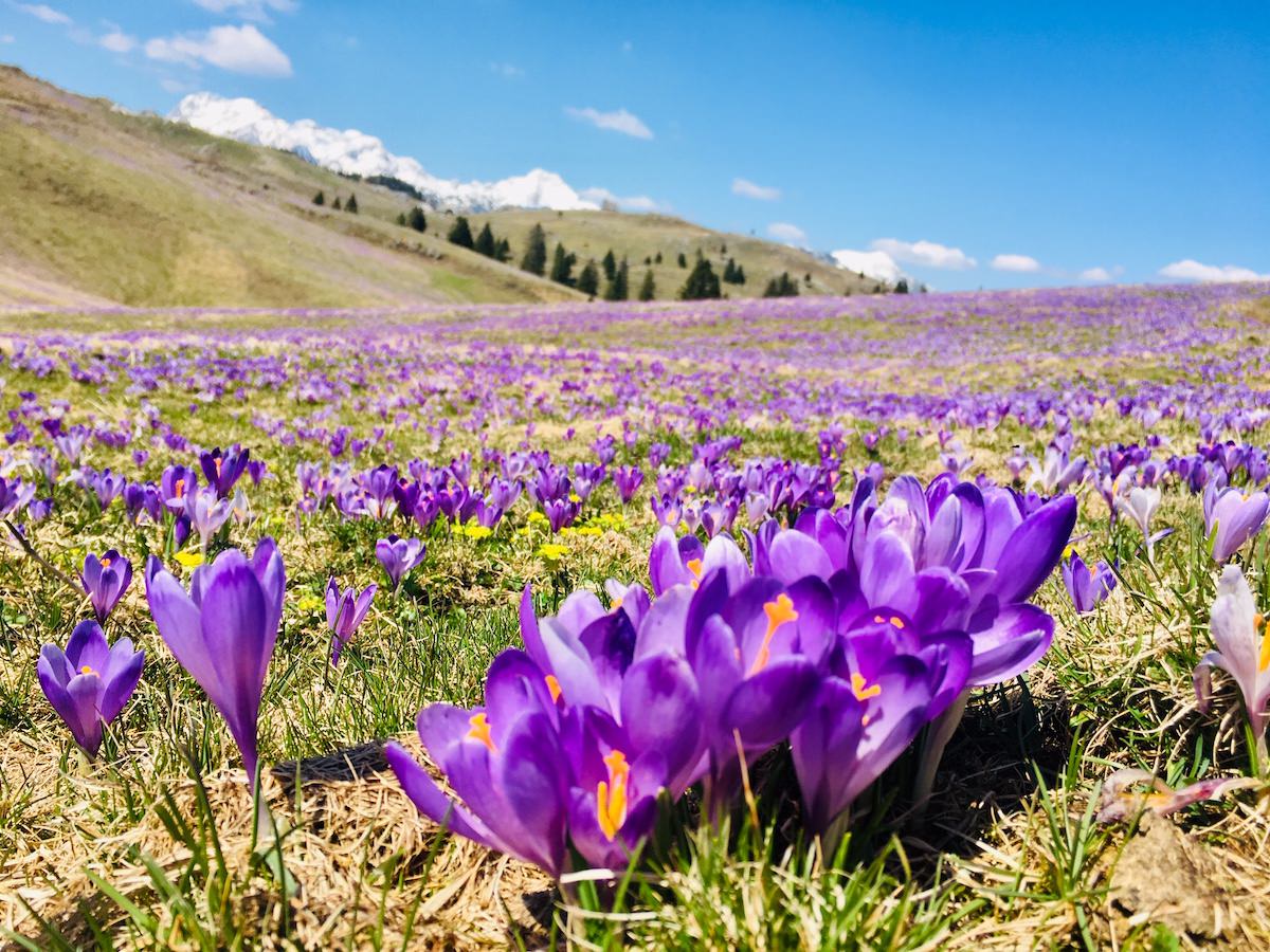 Krokus pomladanski zafran na Veliki planini 7