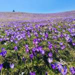 Krokus pomladanski zafran na Veliki planini 9