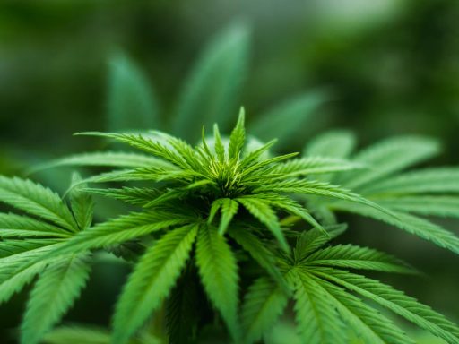 Kdaj bo Slovenija legalizirala marihuano in naredila red na tem podrocju