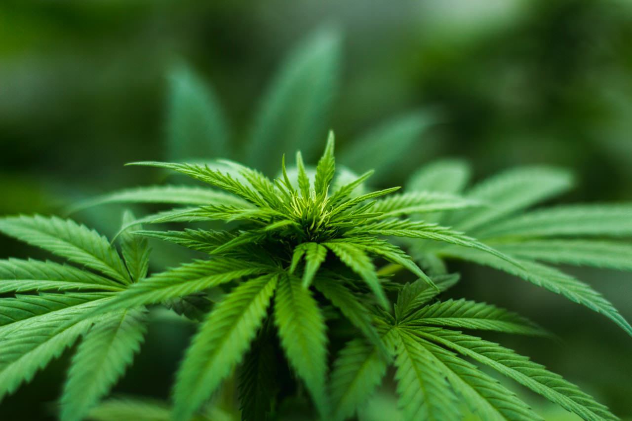 Kdaj bo Slovenija legalizirala marihuano in naredila red na tem podrocju
