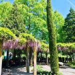 Otok Mainau otok roz metuljev in neokrnjene narave25