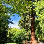 Otok Mainau otok roz metuljev in neokrnjene narave7