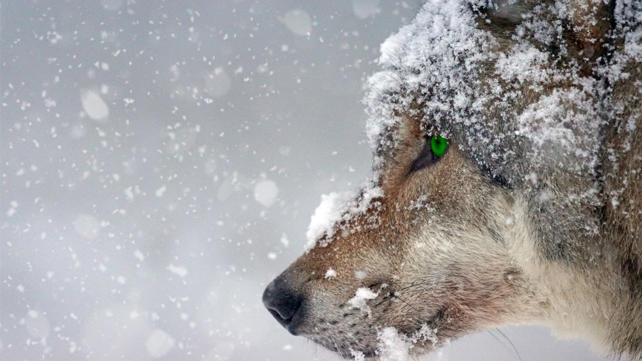 Medvede in volkove bodo 22odvzeli22 iz narave v bistvu jih bodo postrelili Medvede in volkove bodo 22odvzeli22 iz narave v bistvu jih bodo postrelili
