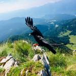 Kam v hribe Visevnik 2050m z Rudnega polja 50 minut vzpona20