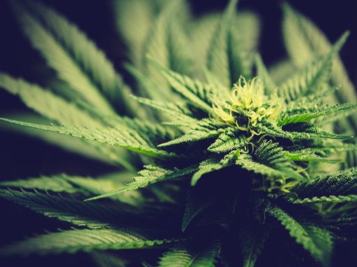 Milan Krek in NIJZ zakaj lazi o CBDju CBD se v telesu spremeni v THC