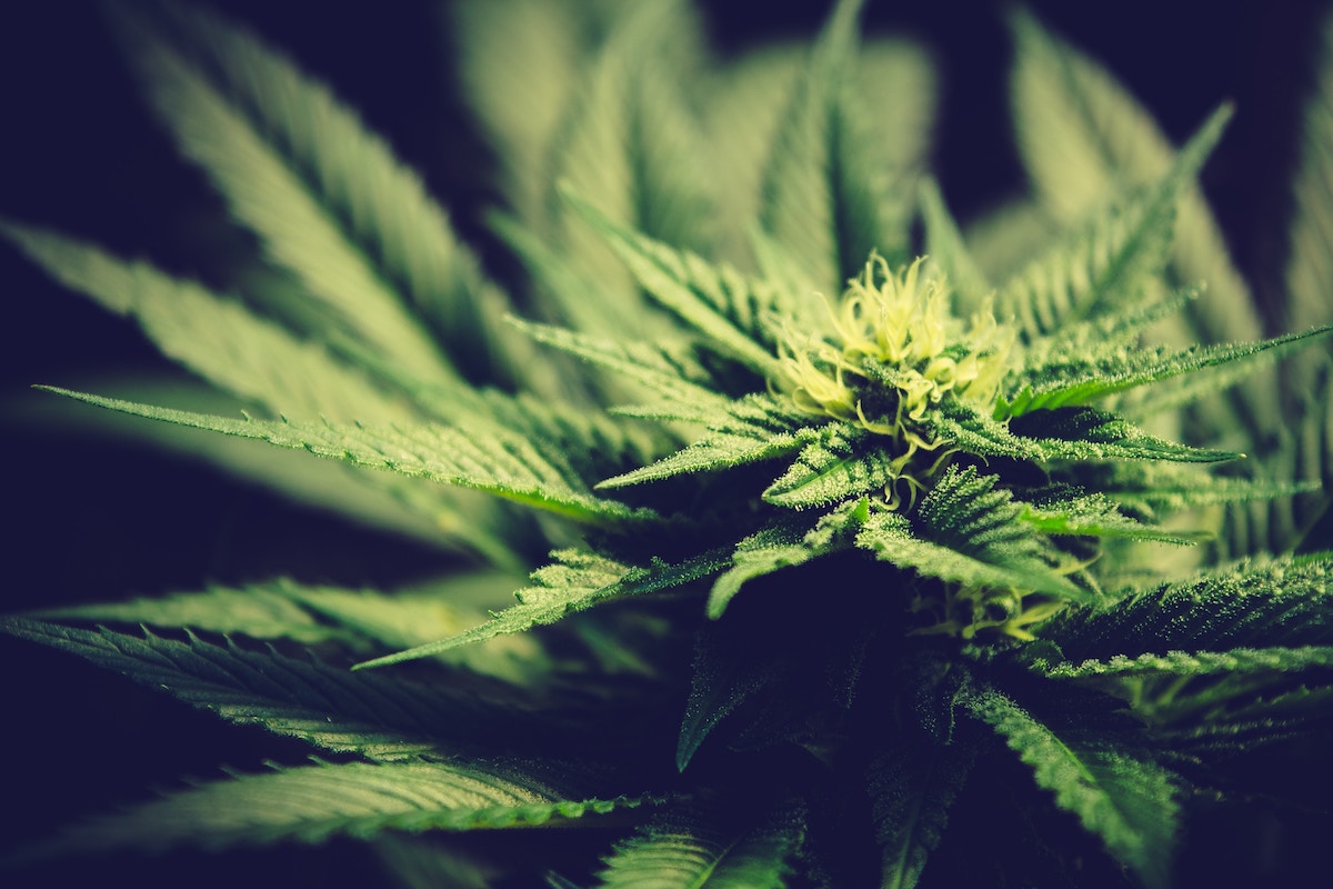 Milan Krek in NIJZ zakaj lazi o CBDju CBD se v telesu spremeni v THC