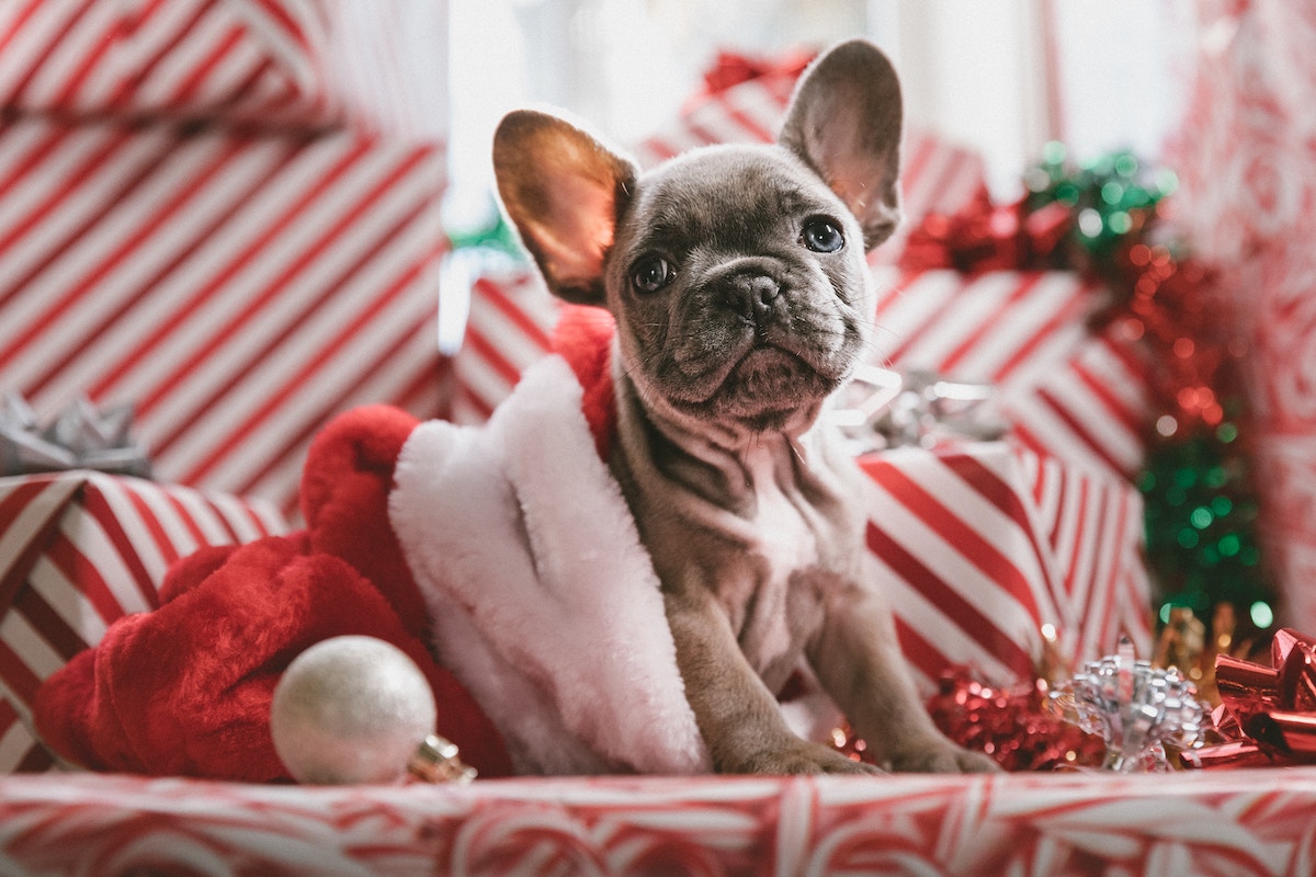 Ce se veseli december zacne novembra potem december izgubi svoj car Ce se veseli december zacne novembra potem december izgubi svoj car