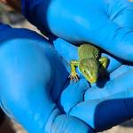 Zelenec Lacerta viridis na obisku1