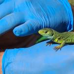 Zelenec Lacerta viridis na obisku2