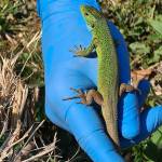 Zelenec Lacerta viridis na obisku4