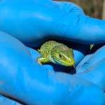 Zelenec Lacerta viridis na obisku5